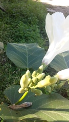 Ipomoea carnea fistulosa