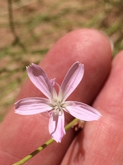 Stephanomeria tenuifolia