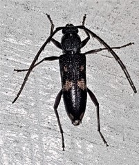 Phoracantha punctata