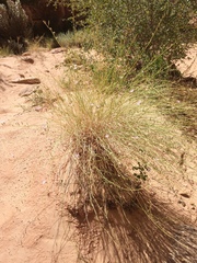 Stephanomeria tenuifolia