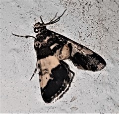 Nacoleia mesochlora