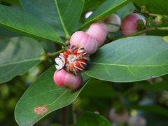 Glochidion littorale