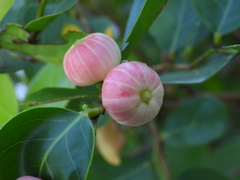 Glochidion littorale