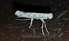 Epicephala trigonophora