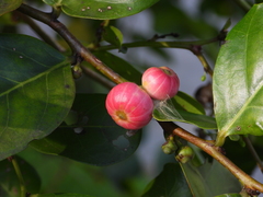 Glochidion littorale