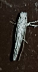 Epicephala trigonophora