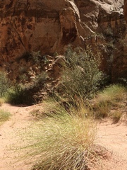 Stephanomeria tenuifolia