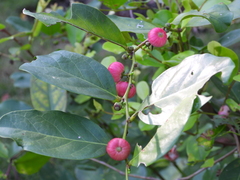 Glochidion littorale