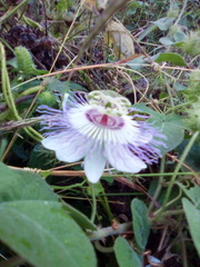 Passiflora foetida