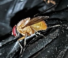 Dichaetomyia johannis