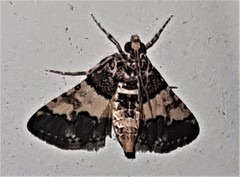 Nacoleia mesochlora