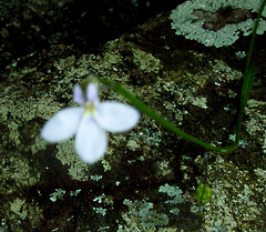 Lobelia patula