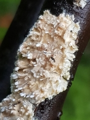 Hyphodontia arguta