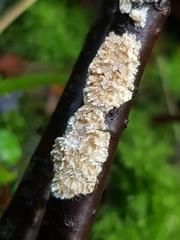 Hyphodontia arguta