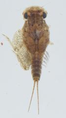 Dicercomyzon
