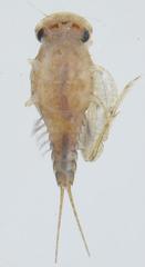 Dicercomyzon