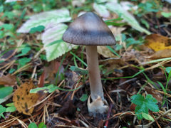 Amanita umbrinolutea