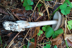 Amanita umbrinolutea