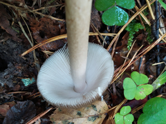Amanita umbrinolutea