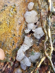 Exidia thuretiana