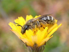 Lasioglossum zonulus