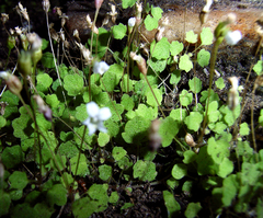 Wimmerella pygmaea