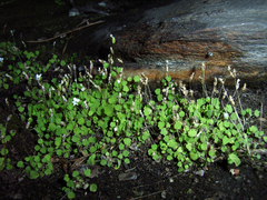 Wimmerella pygmaea