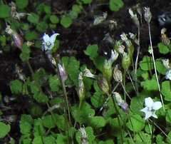 Wimmerella pygmaea