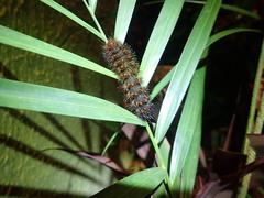 Hypercompe trinitatis