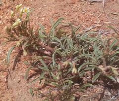 Jatropha erythropoda