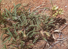 Jatropha erythropoda