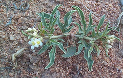 Jatropha erythropoda