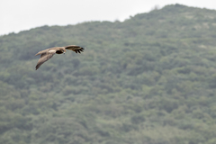 Milvus migrans formosanus