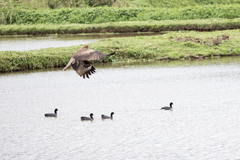 Milvus migrans formosanus
