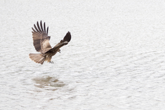 Milvus migrans formosanus