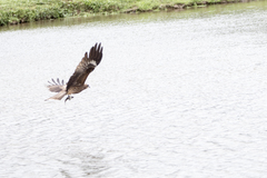 Milvus migrans formosanus