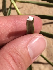 Asclepias labriformis