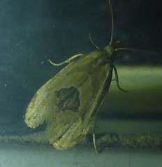 Aethes angustana