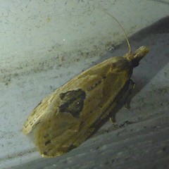Aethes angustana