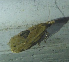 Aethes angustana