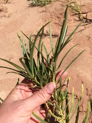 Asclepias labriformis