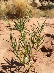 Asclepias labriformis