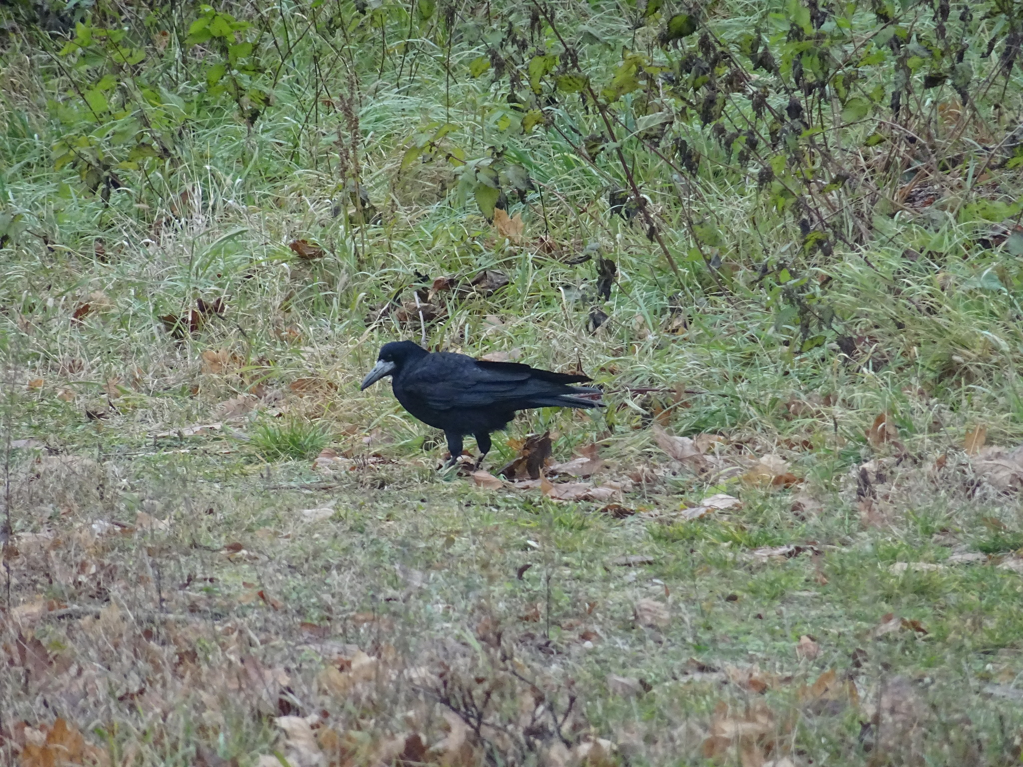 Rook