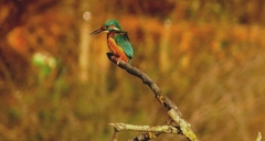 Alcedo atthis
