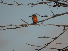 Alcedo atthis