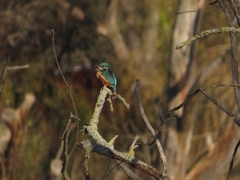 Alcedo atthis