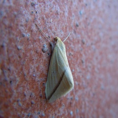Rhodometra sacraria