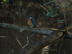 Alcedo atthis