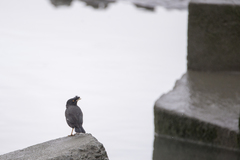 Acridotheres cristatellus formosanus