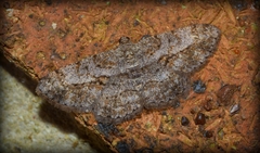 Psilalcis isombra